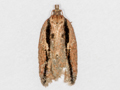 Acleris umbrana